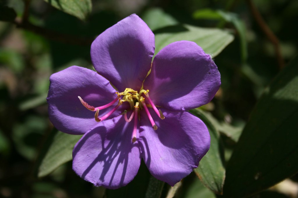 five-petals-purple-flower-thai-nguyen-flickr