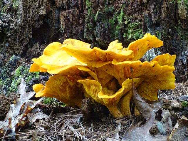 Wild Mushroom at NC Arboretum ~ From My Carolina Home