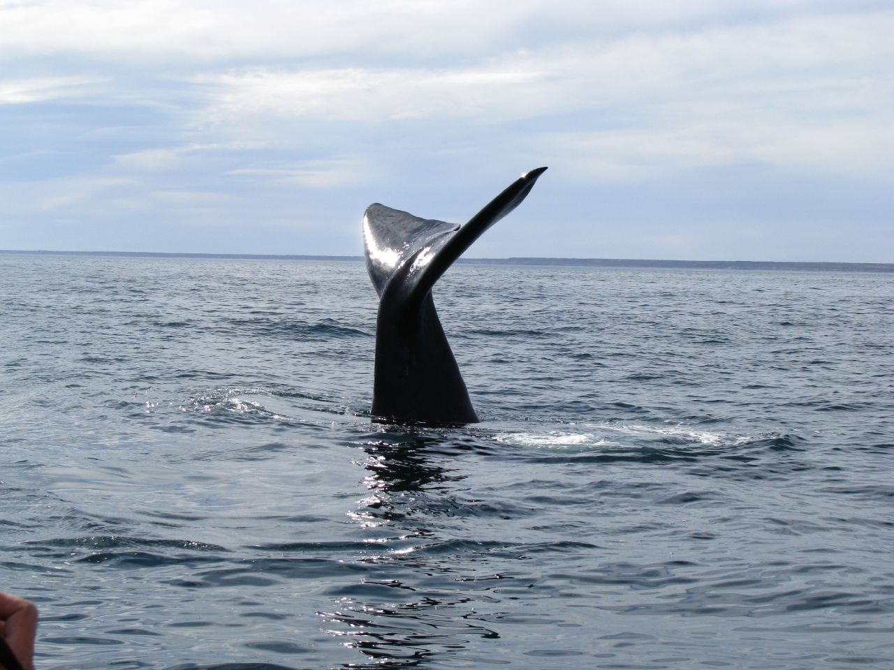 image ballenas en Puerto Madryn 2088887769 50319b8a97 o