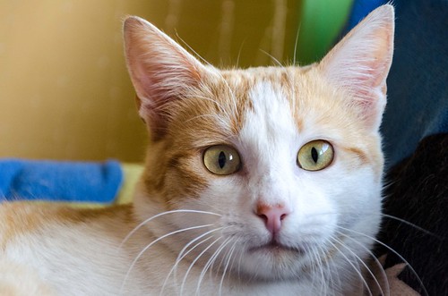 Víctor, gatito blanco y naranja muy dulce esterilizado, nacido en Agosto´16, en adopción. Valencia. ADOPTADO. 32229004684_43640fc795