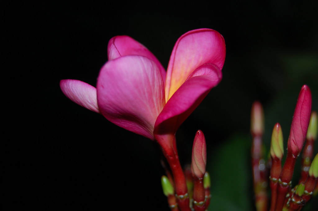  Bunga Jepun Ketut Sukandia Flickr
