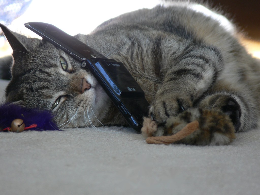 Cat-Phone | Christopher Bowns | Flickr