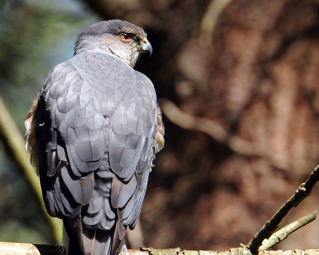 The Blue Darter | © All Rights Reserved Cooper's Hawk taken … | Flickr