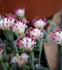Senecio Rowleyanus flower