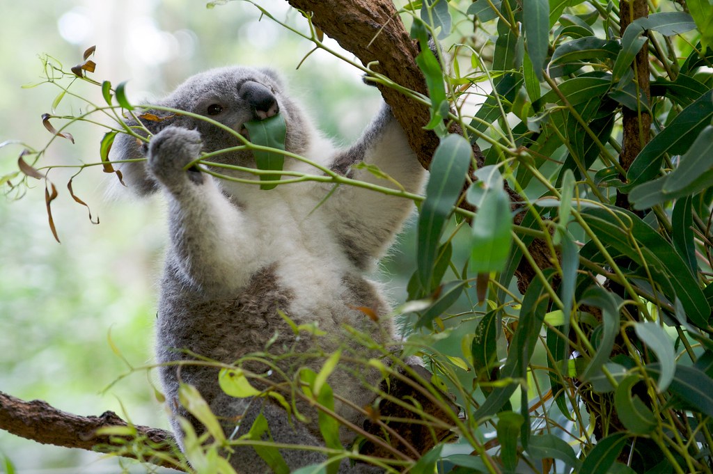 Image result for koala baby flickr eating