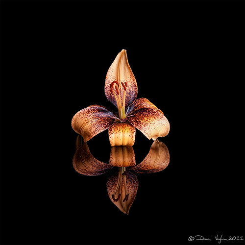 Fleur de Lis - Lily Style