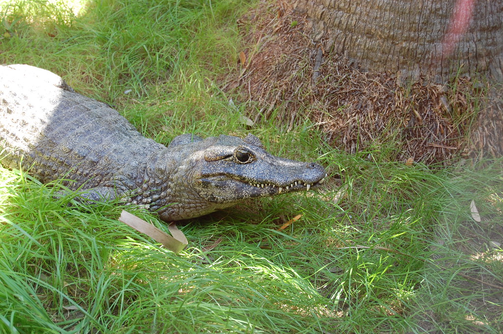 Asian Crocodile 53