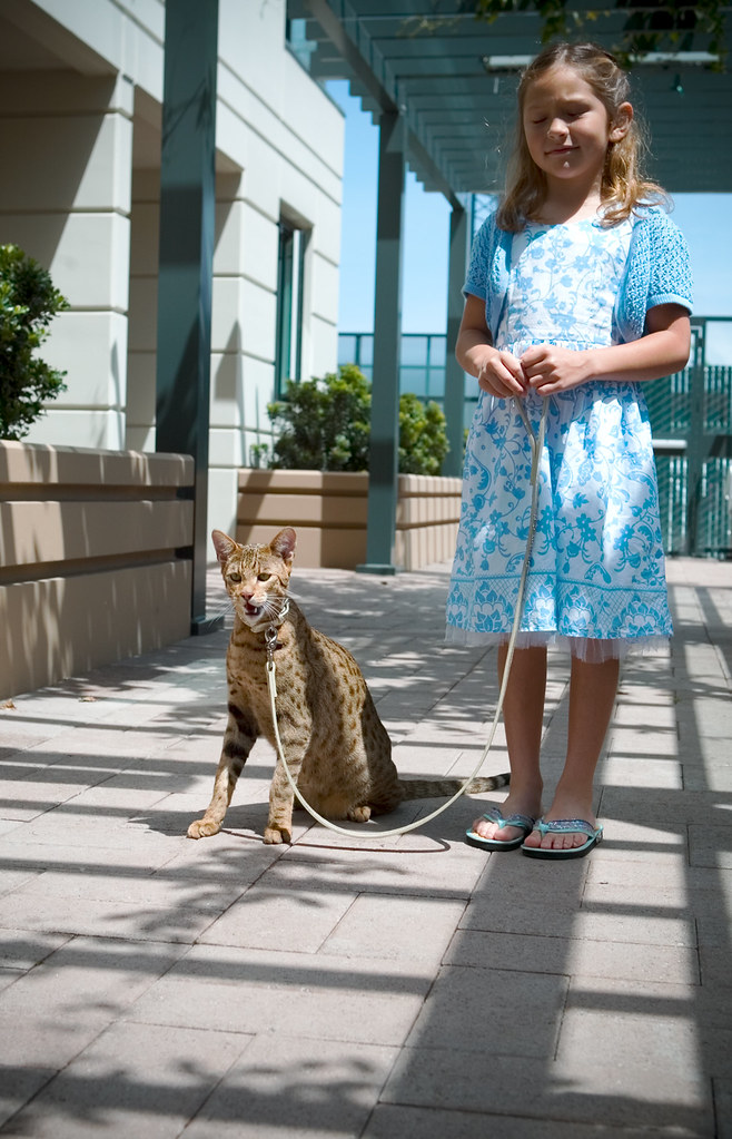 The Ashera Cat - child friendly | The rarest domestic cat av… | Flickr