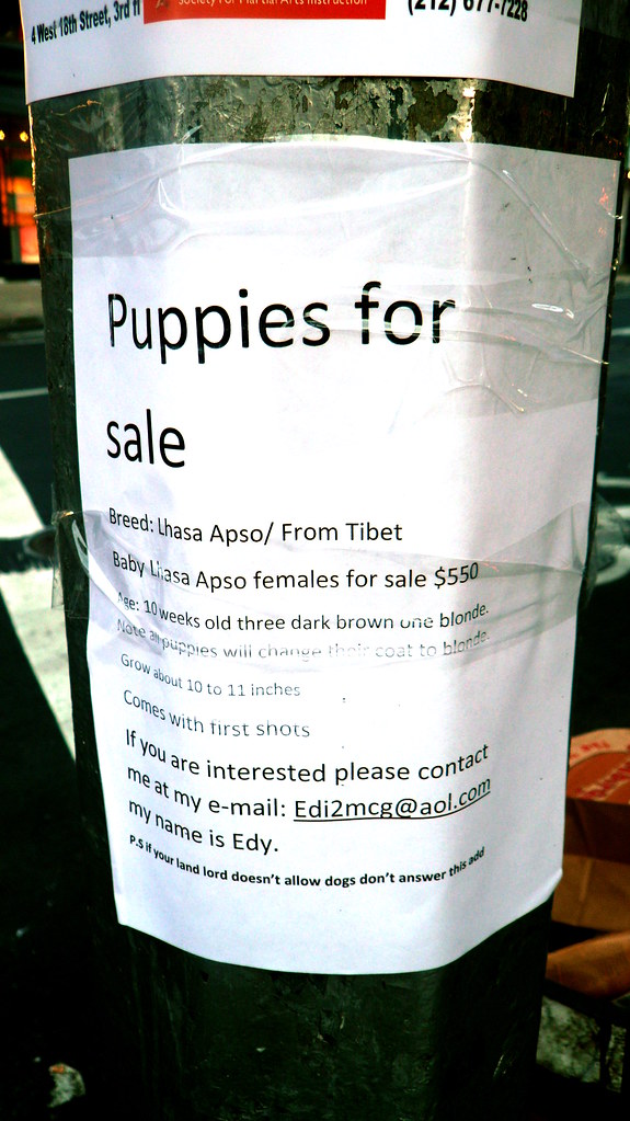 puppies-for-sale-sign-ps-if-your-landlord-doesn-t-allow-d-flickr