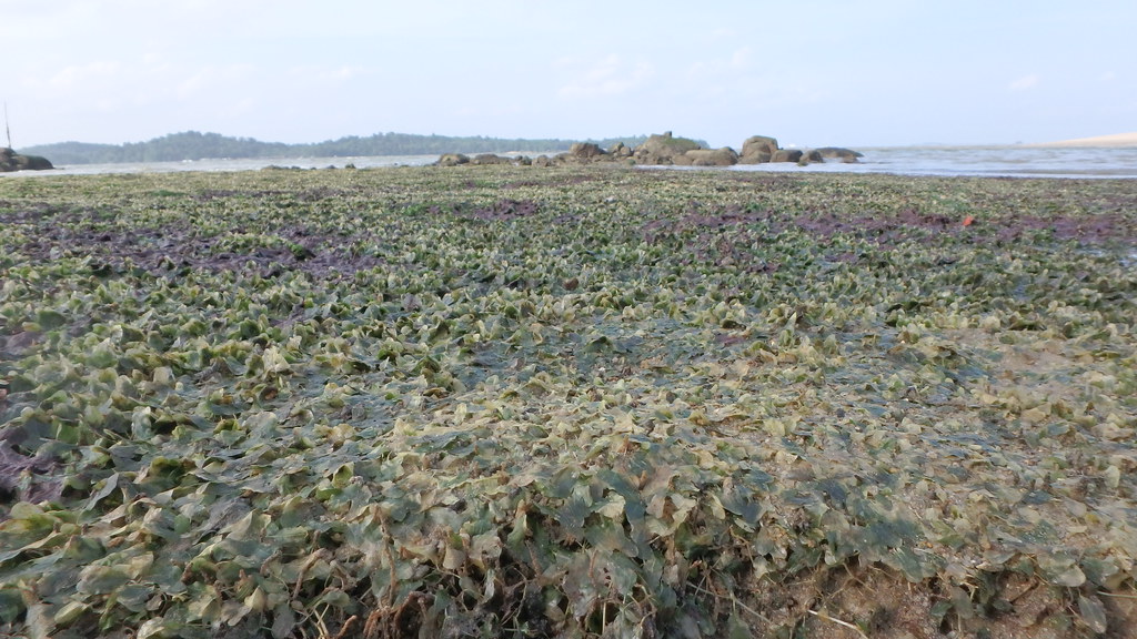 Seagrasses 'bleaching' at Changi Creek after oil spill