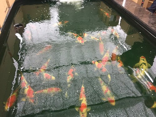Visit to Deshimakoi in February 2017 to see the Dainichi Mudpound project koi, now young nisai