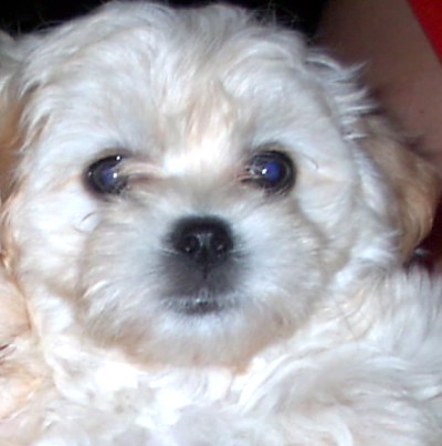 white maltipoo | maltipoo puppy close up | Jennifer Klaes | Flickr