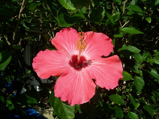 Jamaican flower
