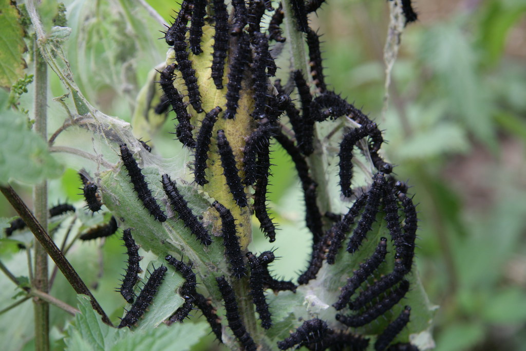 Black Caterpillars Lunching On Nettles Peter Reed Flickr   2670950815 1b1a5aec6a B 