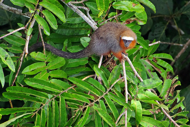 Dusky titi monkey (Callicebus moloch) seen from the metal canopy tower at Sacha Lodge by  Río Napo, Ecuador.  Spotted during a birding trip organized by Field Guides Inc.