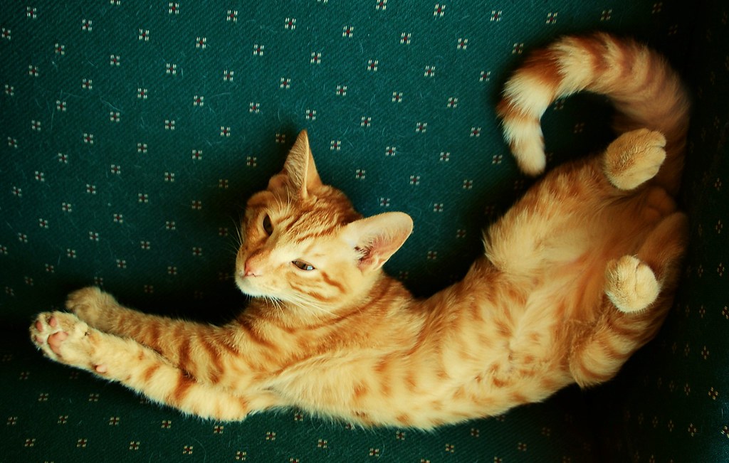 Freddie; All Paws, Belly & Tail | He stretched for this one.… | Flickr
