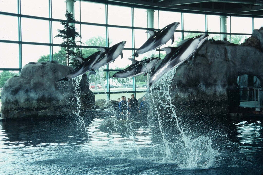 Shedd Aquarium - Dolphin Show - Chicago, IL | For more ...