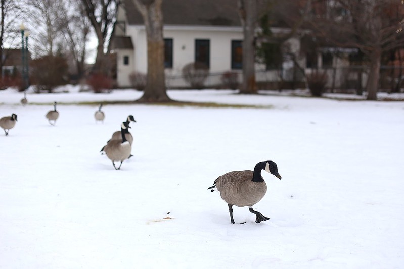 canadian geese