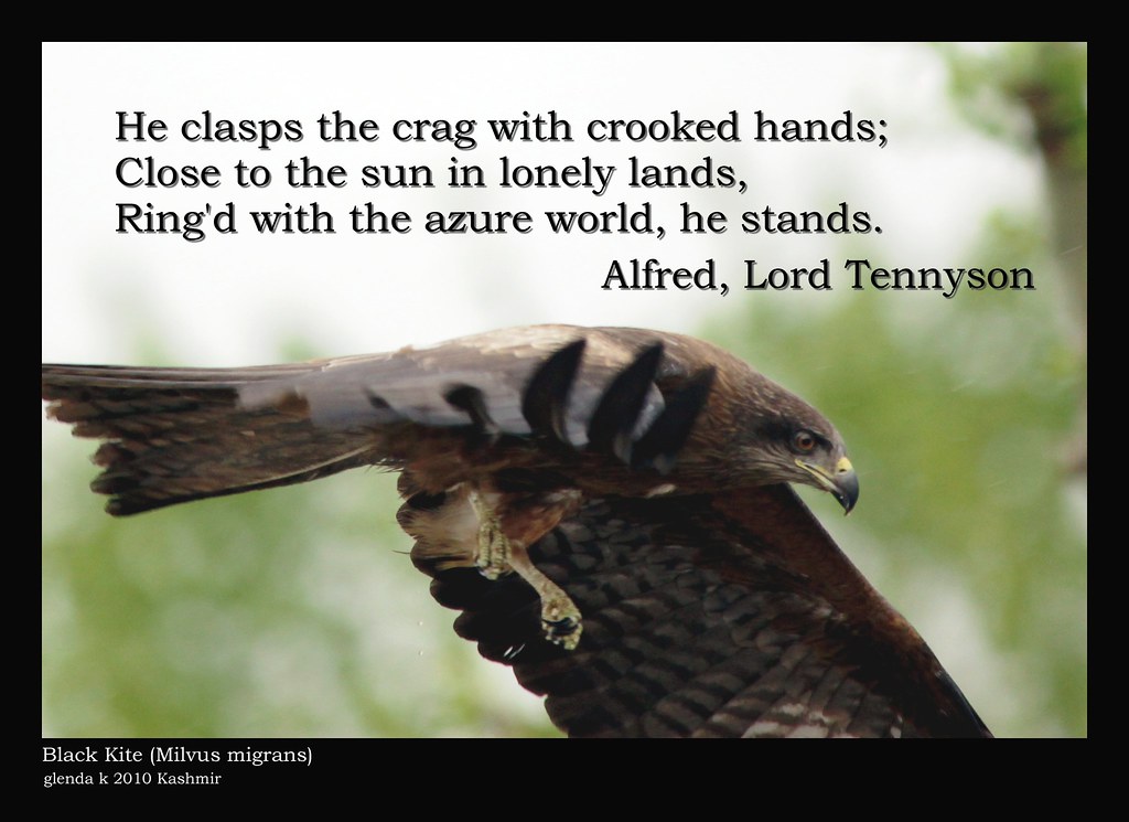 the eagle by alfred tennyson