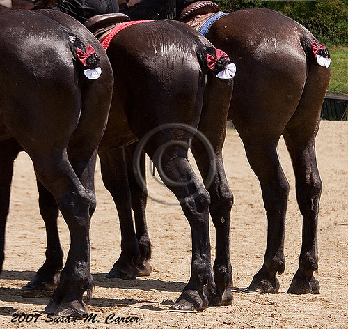 Image result for images of horses' rear ends