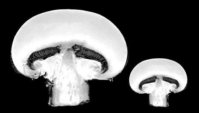 mushroom slices