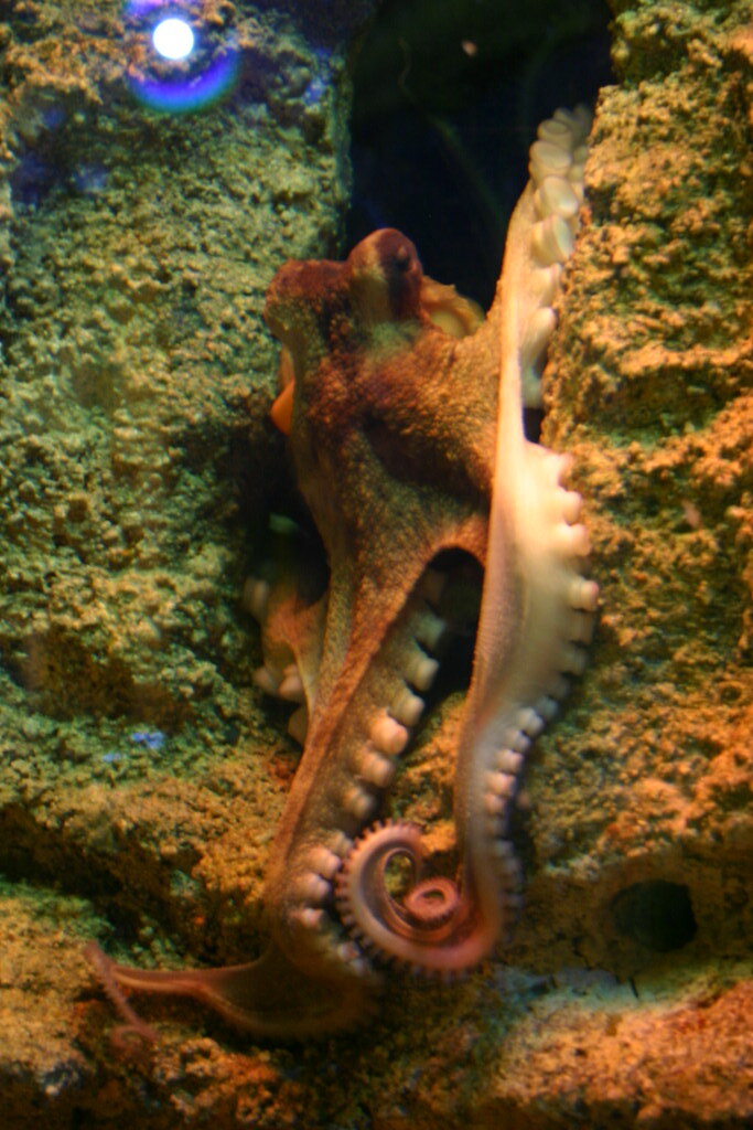 Atlantic Octopus | ideonexus.com | Ryan Somma | Flickr