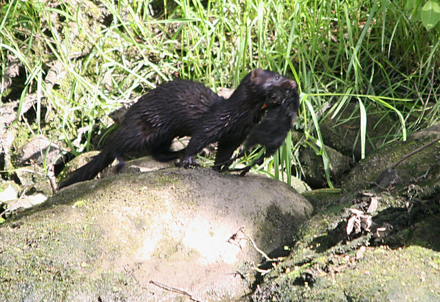 Mink and Moorhen chick
