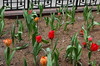 April tulips