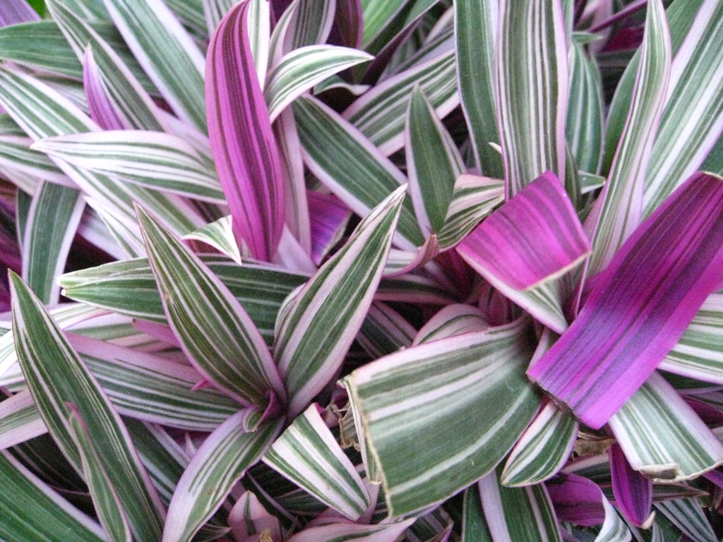 purple and green plants ruehllin Flickr