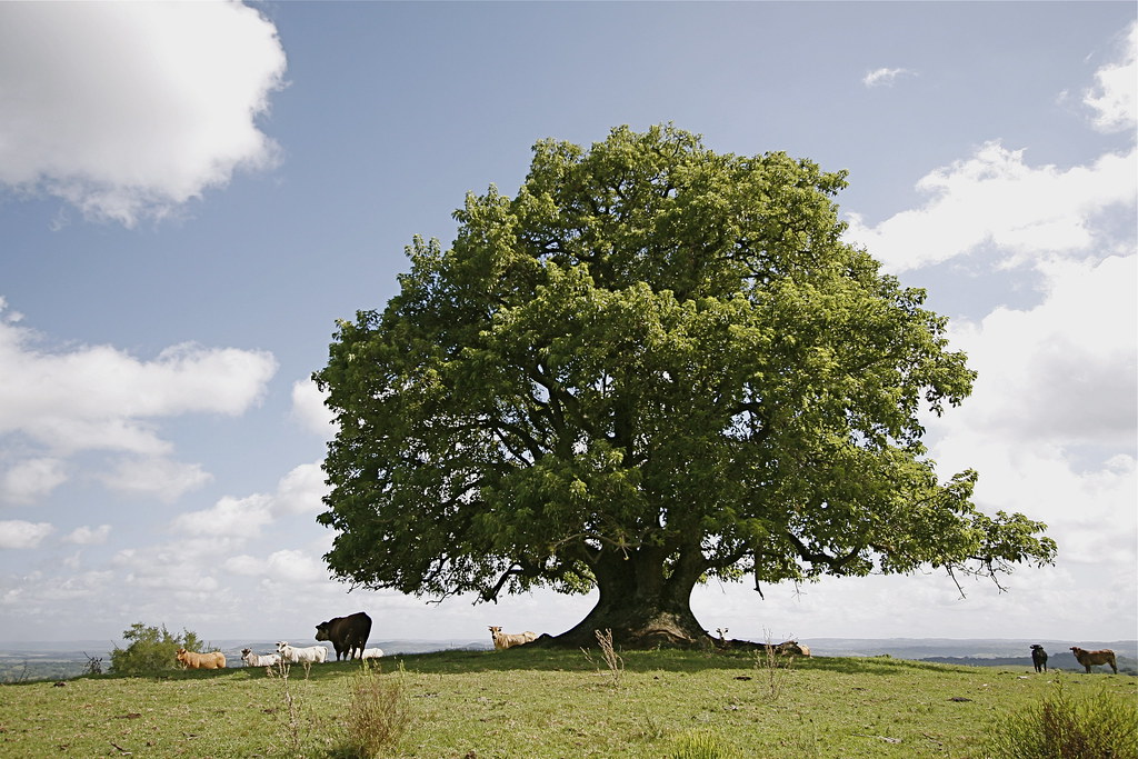 Umbú  "O Umbu é uma árvore grande e folhuda que cresce no 