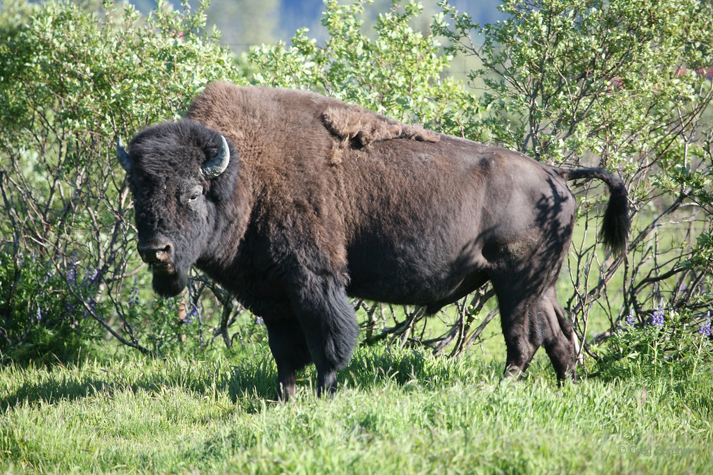 All sizes | Wood Bison (Bison bison athabascae) | Flickr - Photo Sharing!