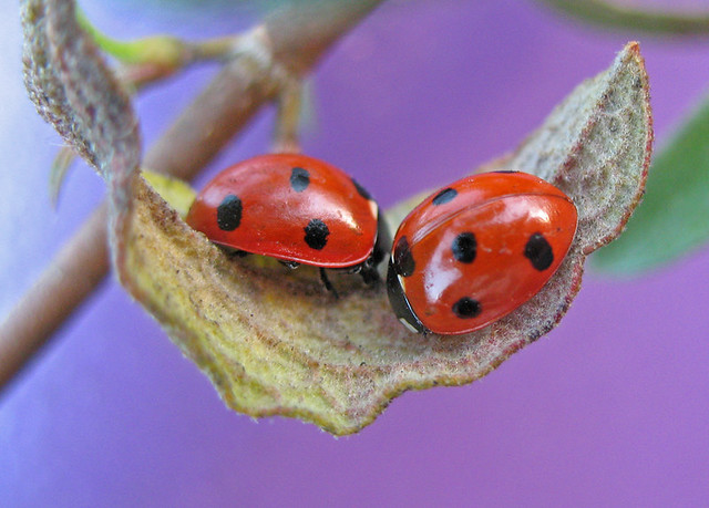 Ladybird pair | by nutmeg66
