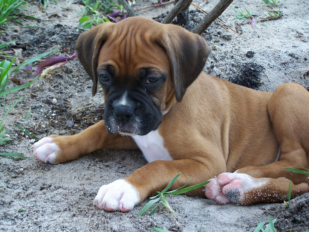 Fawn boxer puppy Our boxer puppy, Lady almost 8 weeks