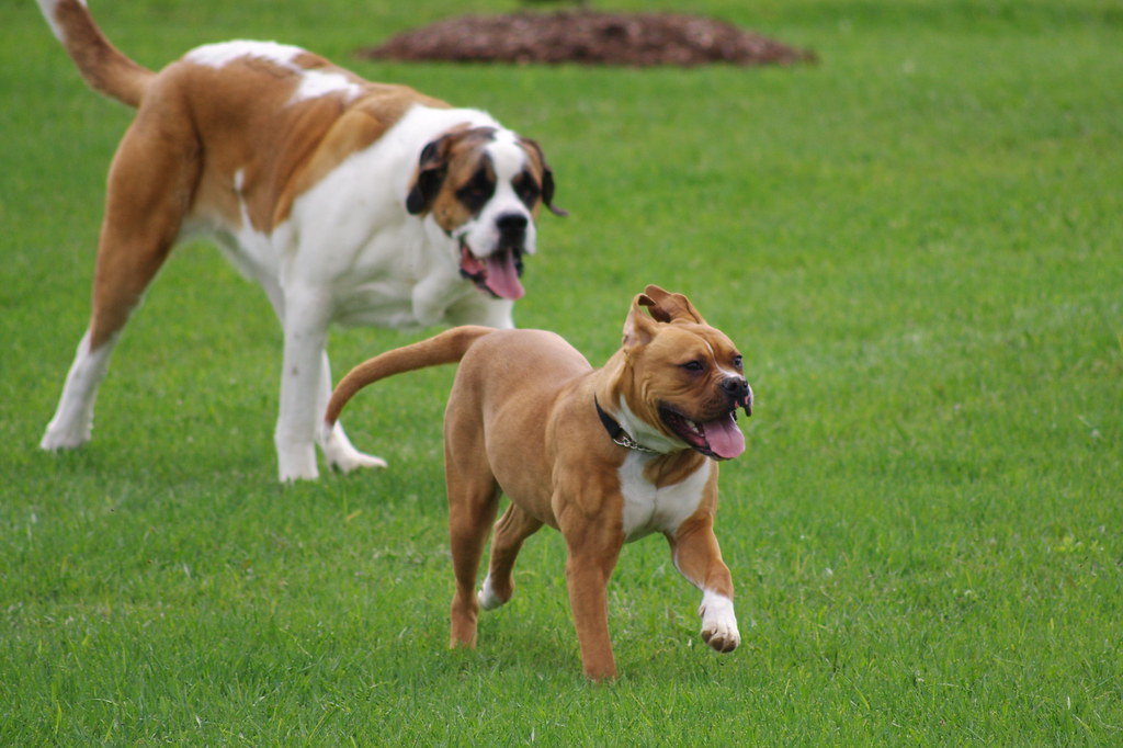 Bailey the Saint Bernard and Harley the American Bulldog | Flickr