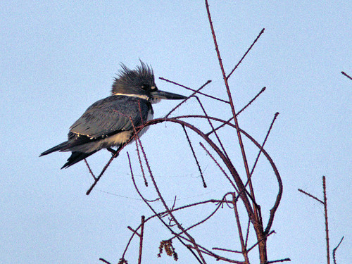 Belted Kingfisher 2-20170214