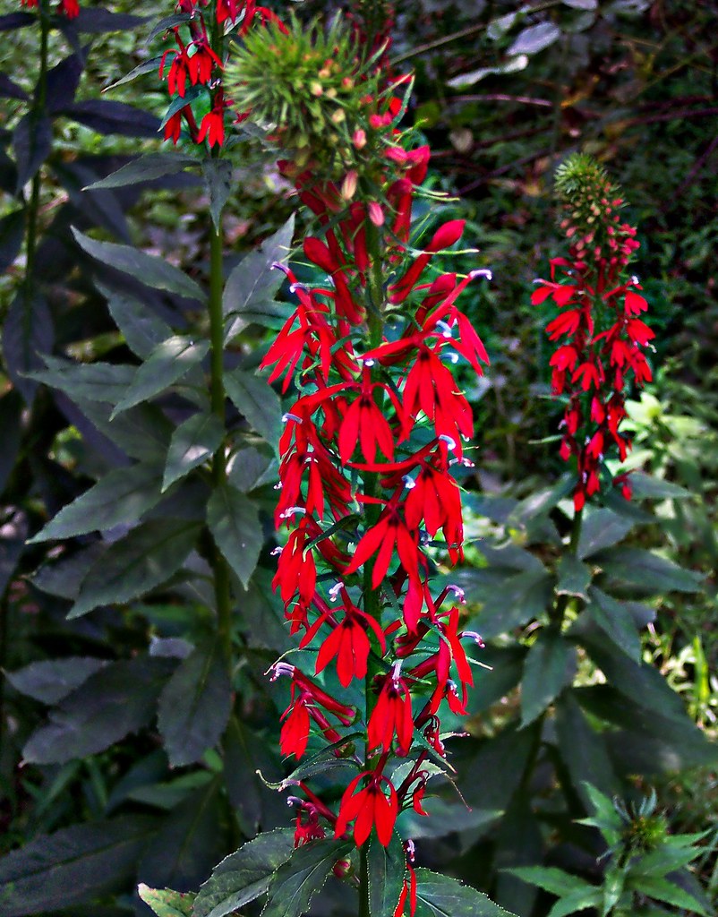 Campanulaceae : Lobelia cardinalis - Cardinal Flower | Flickr