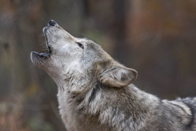 Awoo! | Lakota Wolf Preserve - Columbia, NJ | Cole Young | Flickr