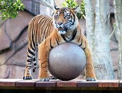Tiger Ball | by Mark_Coates