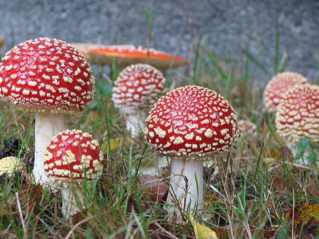 wild mushrooms - Vancouver, BC