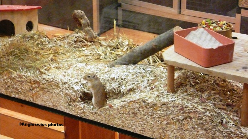 Monogolian Spring mouse - at the pet shop