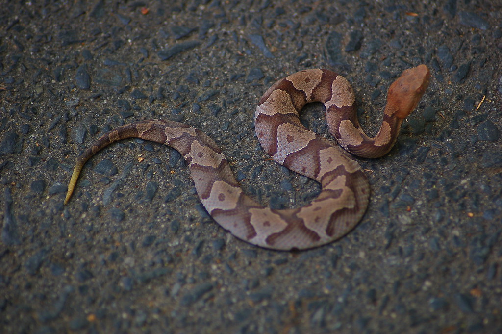 NC Zoo DSC_0131 | Baby Copperhead that was on the sidewalk. … | Flickr