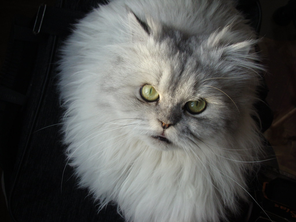 here are the 10 most loving breeds of adorable, cuddly cats and kittens... and persian cat qualities white persian cat