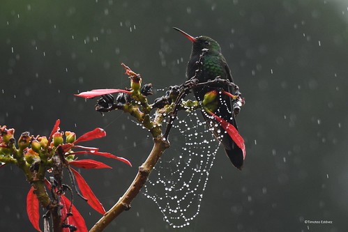 Zumbador esmeralda bajo la lluvia