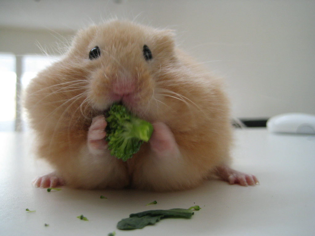 Baby Borscht and Broccoli (Wide Squat Pose)