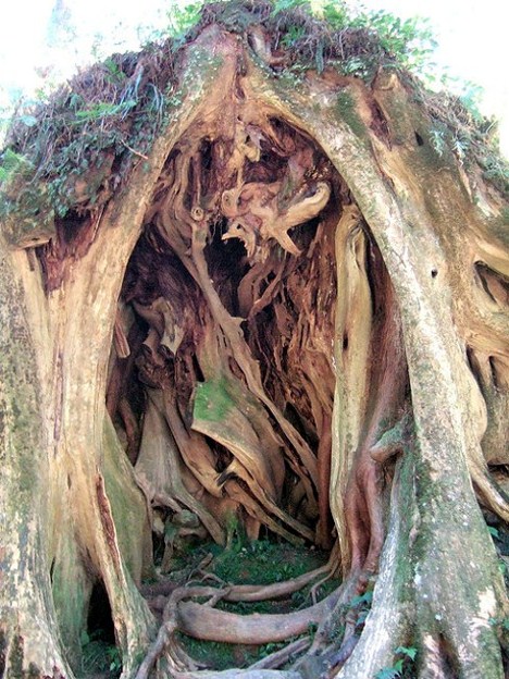 Tree hollow in Alishan Forest, Chiayi, Taiwan