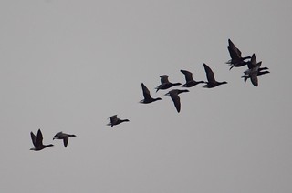 Brent geese
