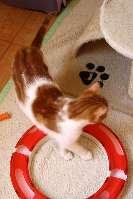 Gaspar, gatito blanco y naranja dulce y bueno, nacido en Octubre´16, en adopción. Valencia. ADOPTADO. 32955644185_e271d9c5a2_z