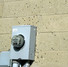 An electric meter with dozens of boxelder bugs gathered around it.