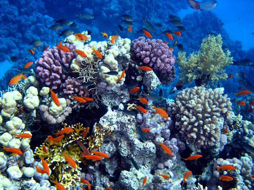 Image result for coral reef ecosystem