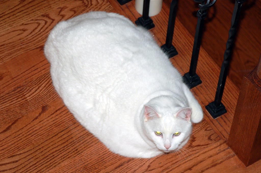 Big Fat White Cat 37